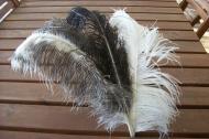 Plumes 50/60 cm
